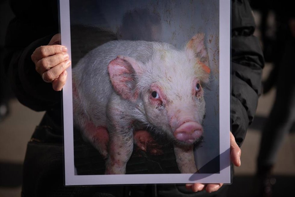 Archivo - Concentración por el Día Internacional de los Derechos de los Animales (DIDA), organizada por Igualdad Animal, en la Puerta del Sol, a 13 de diciembre de 2025, en Madrid (España).