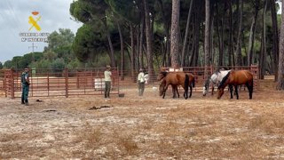 Algunos de los animales retirados y que se encontraban sueltos en el Espacio Natural de Doñana.