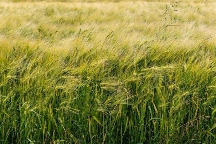 Imagen de un campo de cereal.