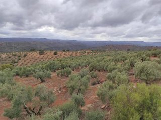 Un olivar cordobés.