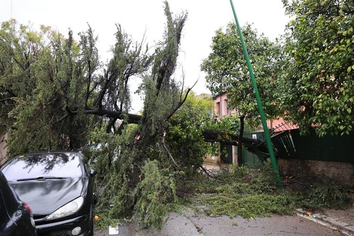 Imagen de un árbol caído en la zona de la avenida de Reina Mercedes de Sevilla a causa del fuerte viento del temporal que barre gran parte de Andalucía. 