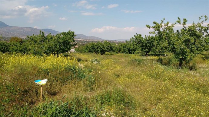 Campo de almendros con cubierta