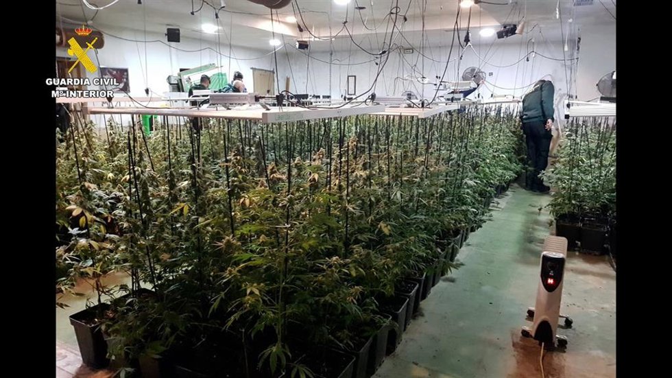 La Guardia Civil desmantela una plantación de marihuana en La Carlota.