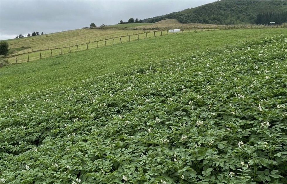 Plantación de patatas.