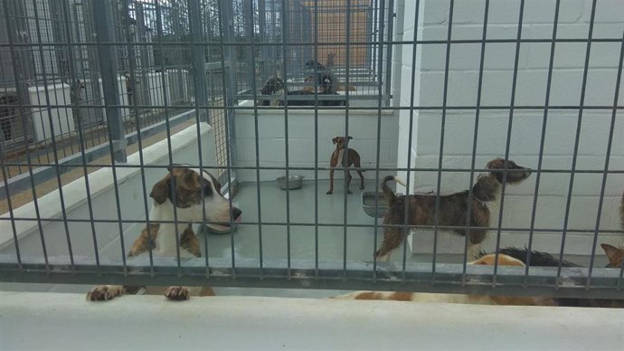 Archivo - Refugio de animales de la Diputación de Huelva.