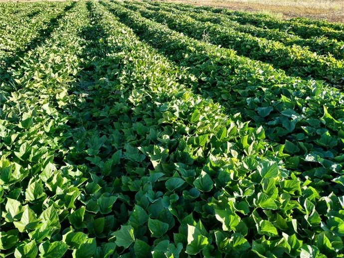 El IVIA desarrollará siete proyectos de cooperación innovadores vinculados al sector agrario y agroalimentario