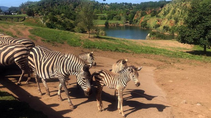 Archivo - Parque de Cabárceno
