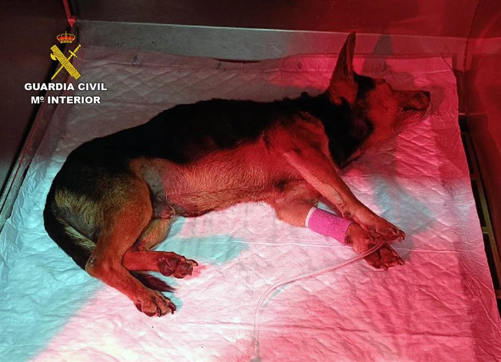 El perro fue trasladado hasta un centro veterinario donde quedó ingresado, con pronóstico grave