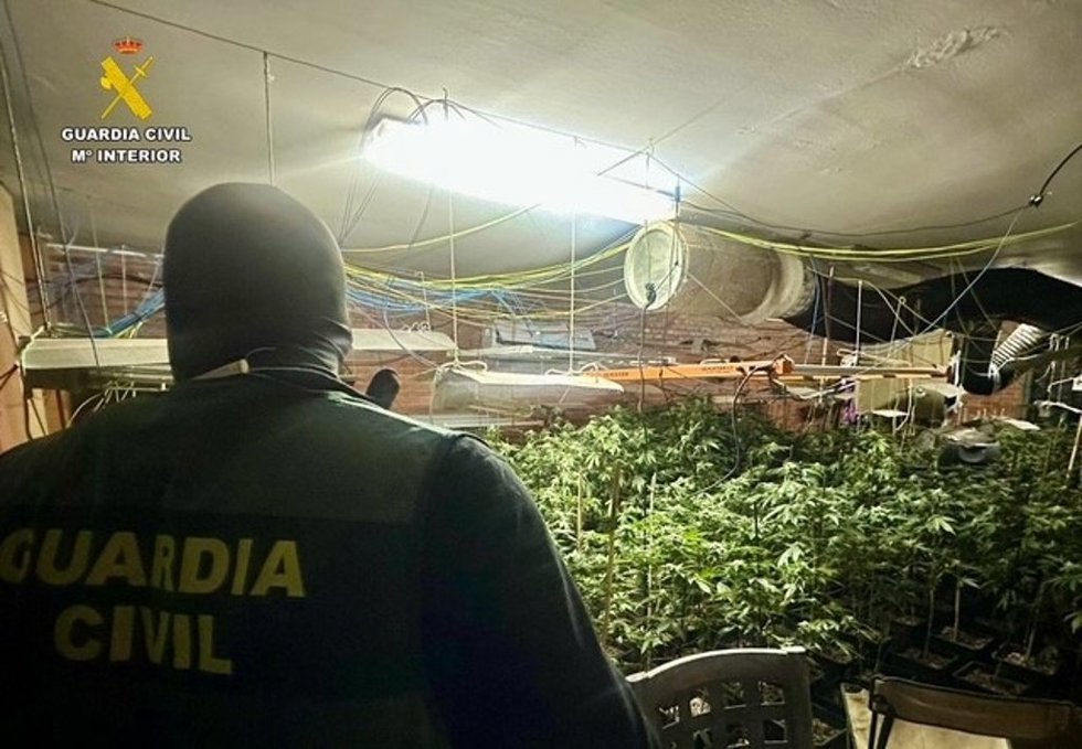 Cultivo interior de marihuana.