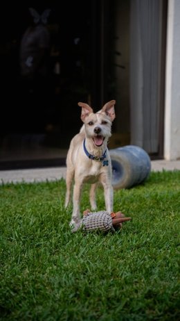 PACMA propone desgravaciones fiscales para fomentar el alquiler a personas con animales.