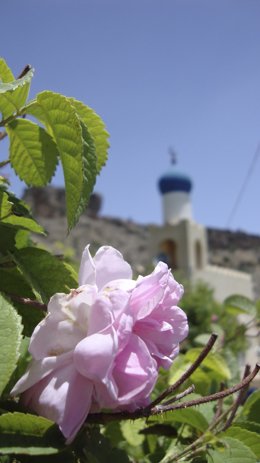 Arranca la temporada de las rosas en las montañas de Al Jabal Al Akhdar, a más de 2.000 m de altitud