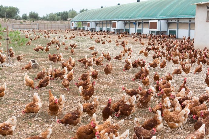 La entidad ha diferenciado entre el sector cárnico y de los huevos.