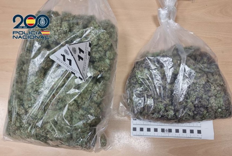 Cogollos de marihuana intervenidos por la Policía Nacional.
