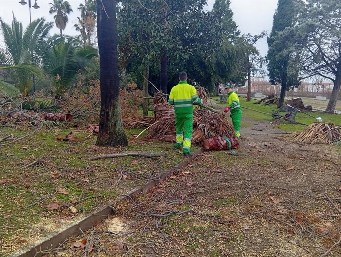 Operarios trabajan en la retirada de árboles en Mérida