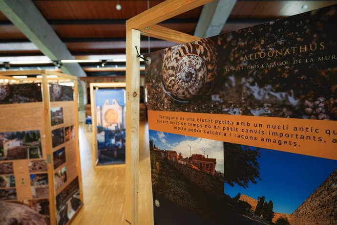 L'exposició 'Allognathus: El misteriós cargol de la muralla'