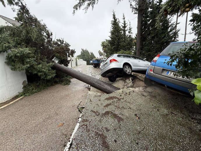 Imagen de un árbol caído y coches afectados tras el paso de la borrasca Leonardo, en la localidad gaditana de Los Barrios (Cádiz). 