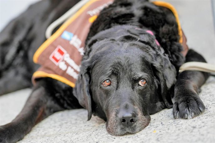 Perro de apoyo a víctimas en la Comunidad de Madrid