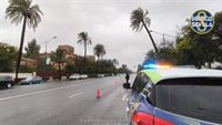 Corte total de tráfico en la avenida de La Palmera por riesgo de caída de un árbol de gran porte