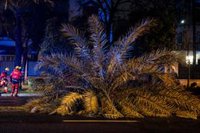 Reabierta al tráfico la avenida de La Palmera de Sevilla tras retirar un árbol por riesgo de caída
