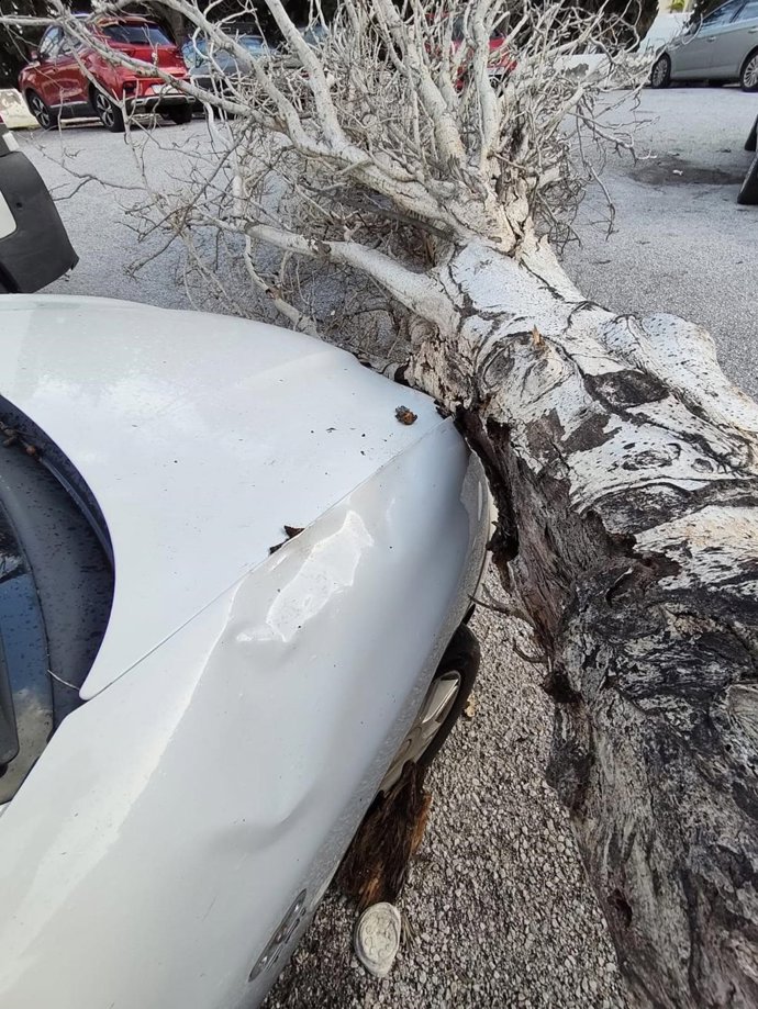 Árbol Caído Por El Viento Durante El Temporal En Torremolinos