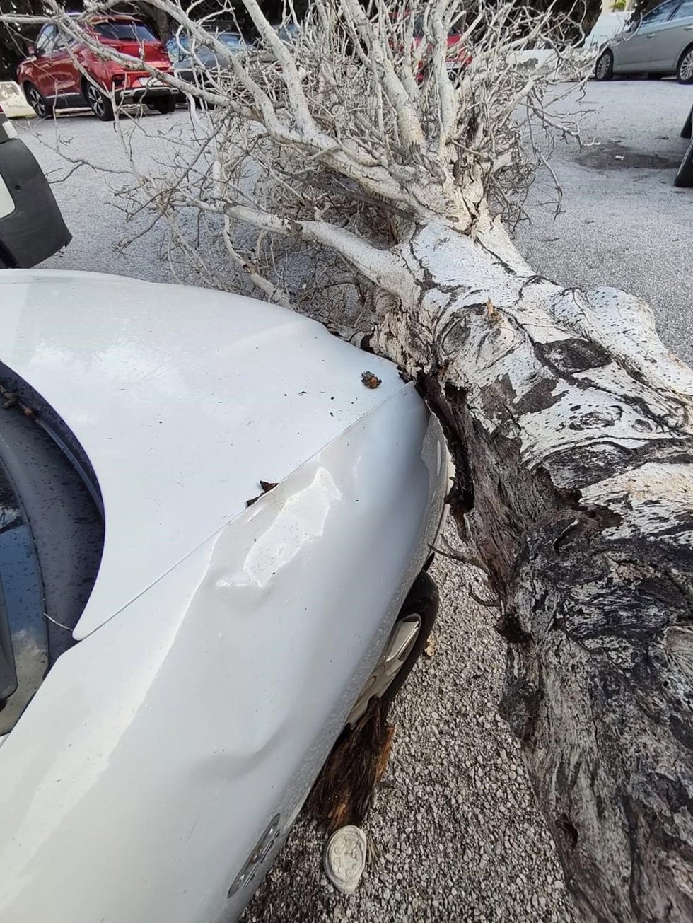Árbol Caído Por El Viento Durante El Temporal En Torremolinos