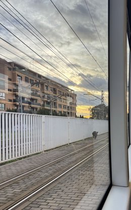 La presència d'un senglar en les vies del metre provoca retards en les línies 1 i 2 de Metrovalencia