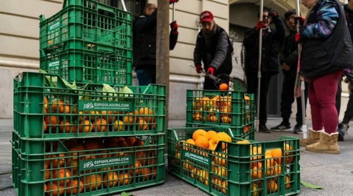 Recollida de taronges amargues a Barcelona