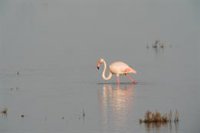 Estación Biológica de Doñana: Las lluvias acumuladas suponen la "estabilización" del acuífero tras una década "negativa"