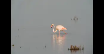 Estación Biológica de Doñana: Las lluvias acumuladas suponen la "estabilización" del acuífero tras una década "negativa"