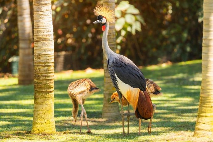 Loro Parque expone su "éxito" en conservación de la grulla coronada gris africana, animal del año 2026 en los zoológicos