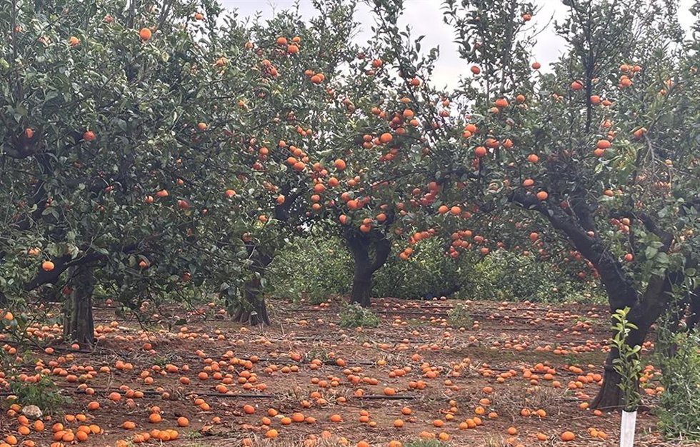 Mandarinas caída en el suelo