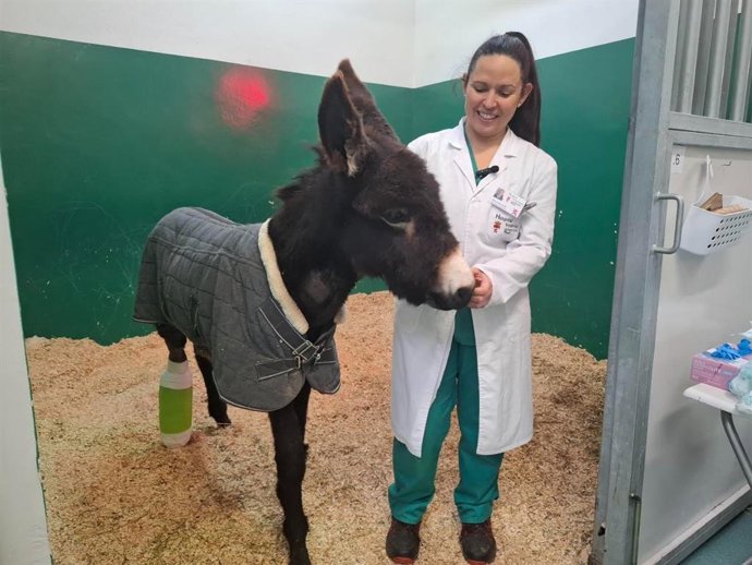 'Pablete', El Burro De Ocho Meses Que Ha Sido Intervenido Con Éxito En El Hospital Veterinario De La Universidad De León.