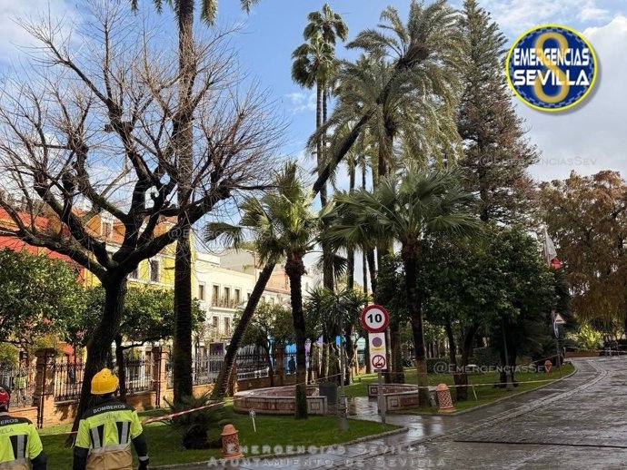 Palmera en riesgo de caída en la calle San Fernando de Sevilla