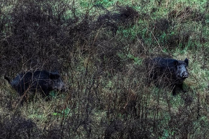 Archivo - Dos jabalíes por el cauce del Río Ter, en Girona.