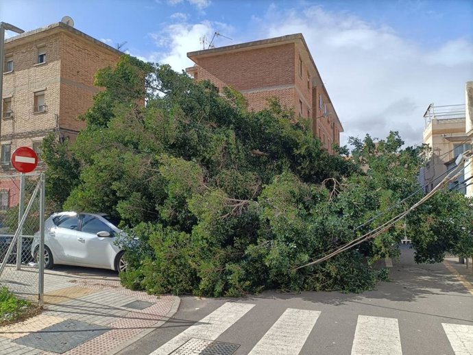Un árbol caído por la fuerza del viento en la calle Béjar de Almería.