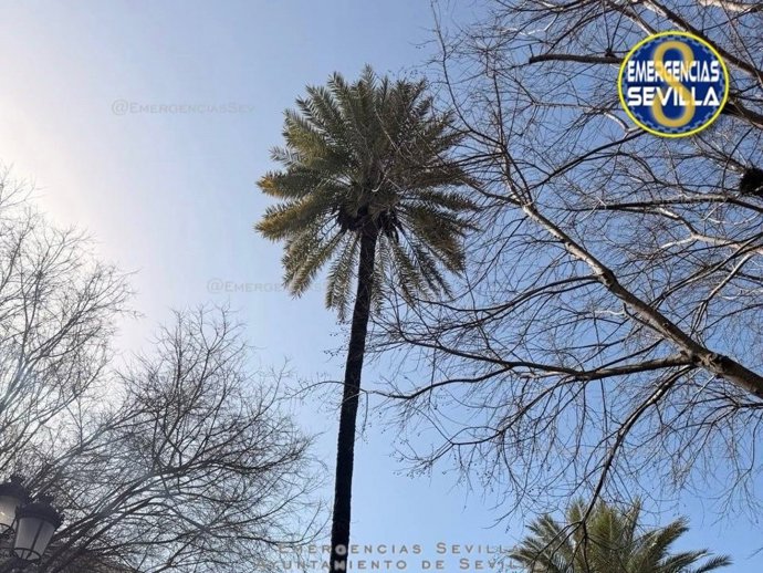 Palmera inspeccionada en la Plaza del Duque de Sevilla.