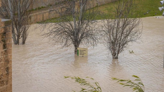 El Monumento Natual Sotos de la Albolafia ha quedado bajo el agua con la crecida del río Guadalquivir a su paso por Córdoba capital.