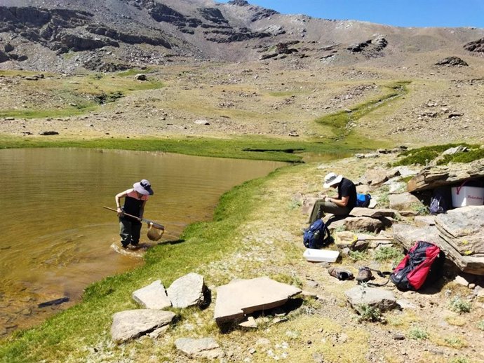 Investigadores de la US analizan la cadena alimentaria de lagos de Sierra Nevada para anticipar su respuesta al cambio climático.