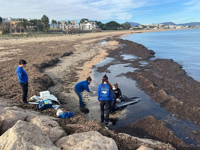 Delfín varado en una playa de Dénia