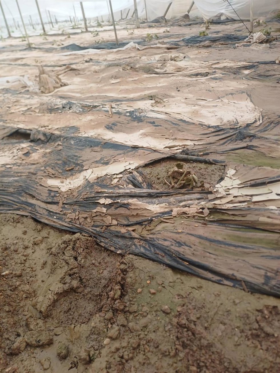 Daños en el plástico y en los cultivos de un invernadero del Poniente de Almería tras el temporal asociado a la borrasca 'Leonardo'.