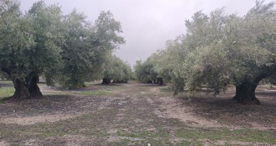 EpAgro - Agricultura