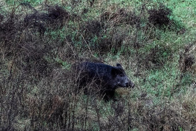 Archivo - Un senglar a Girona