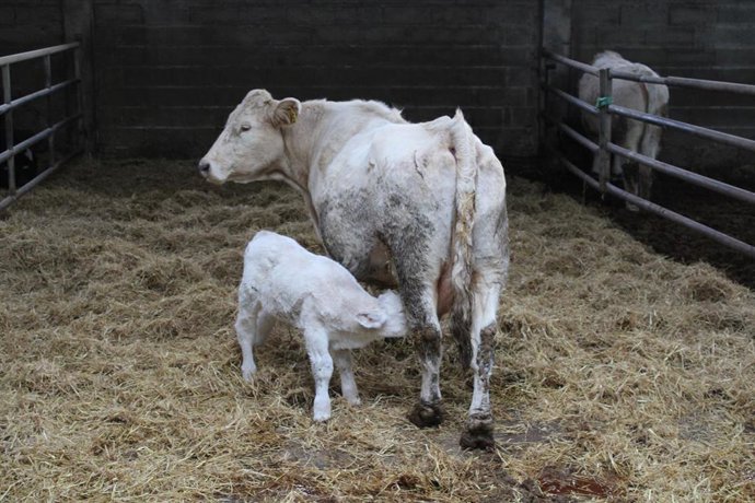 Un ternero mama de una vaca en una explotación riojana