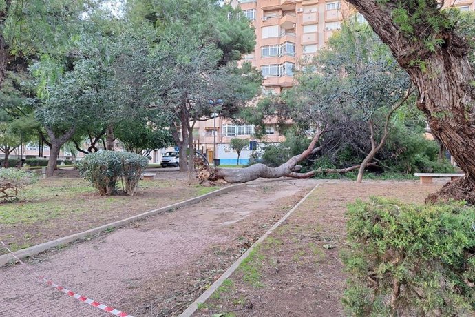El viento produjo la caída de árboles