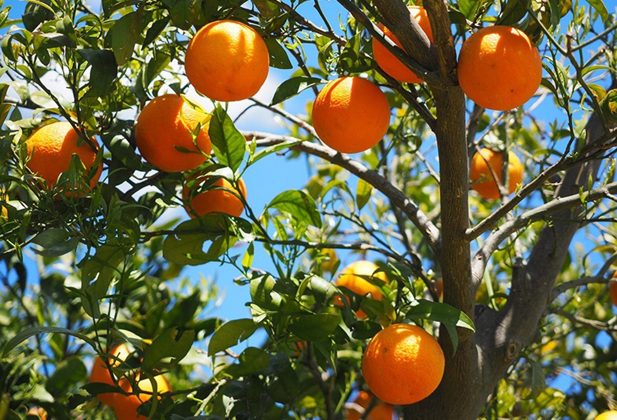 Asaja-Murcia califica de  temeridad  la entrada de naranjas de Egipto con residuos prohibidos al mercado europeo