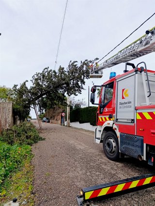 Bomberos de la Diputación cortan un árbol tumbado por la borrasca.