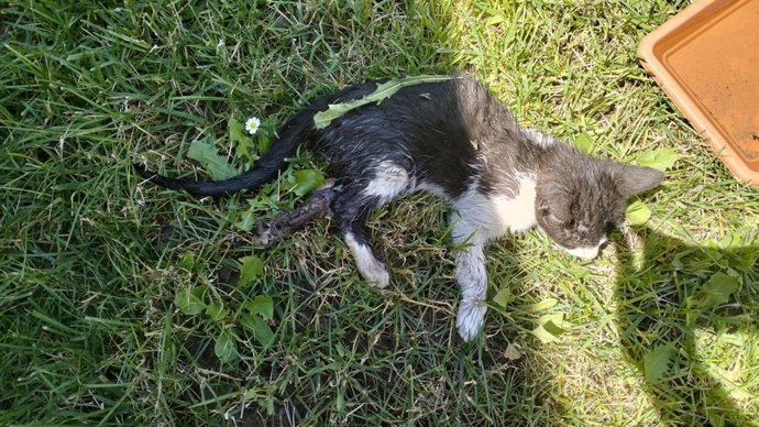 Admitida a trámite una demanda contra el Ayuntamiento de Boecillo por incumplir la ley de bienestar animal.