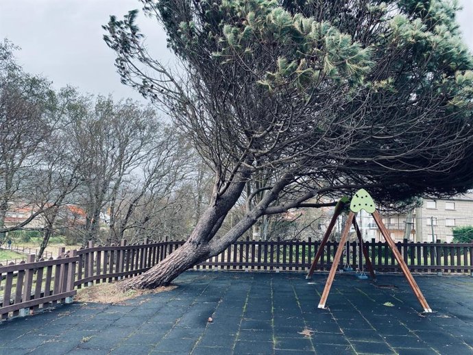 Imagen de un árbol caído por el temporal.
