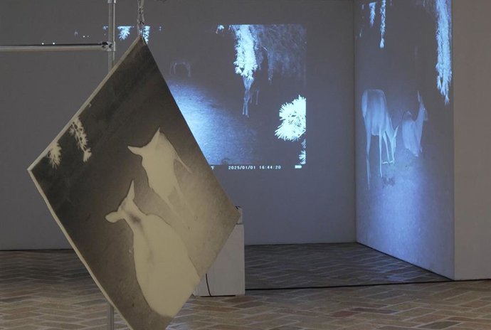 Exposición Dear Deer.