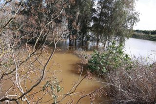 El río Guadalquivir presenta un importante aumento de su caudal amenazando con desbordarse a su paso por la sevillana localidad de Cantillana.